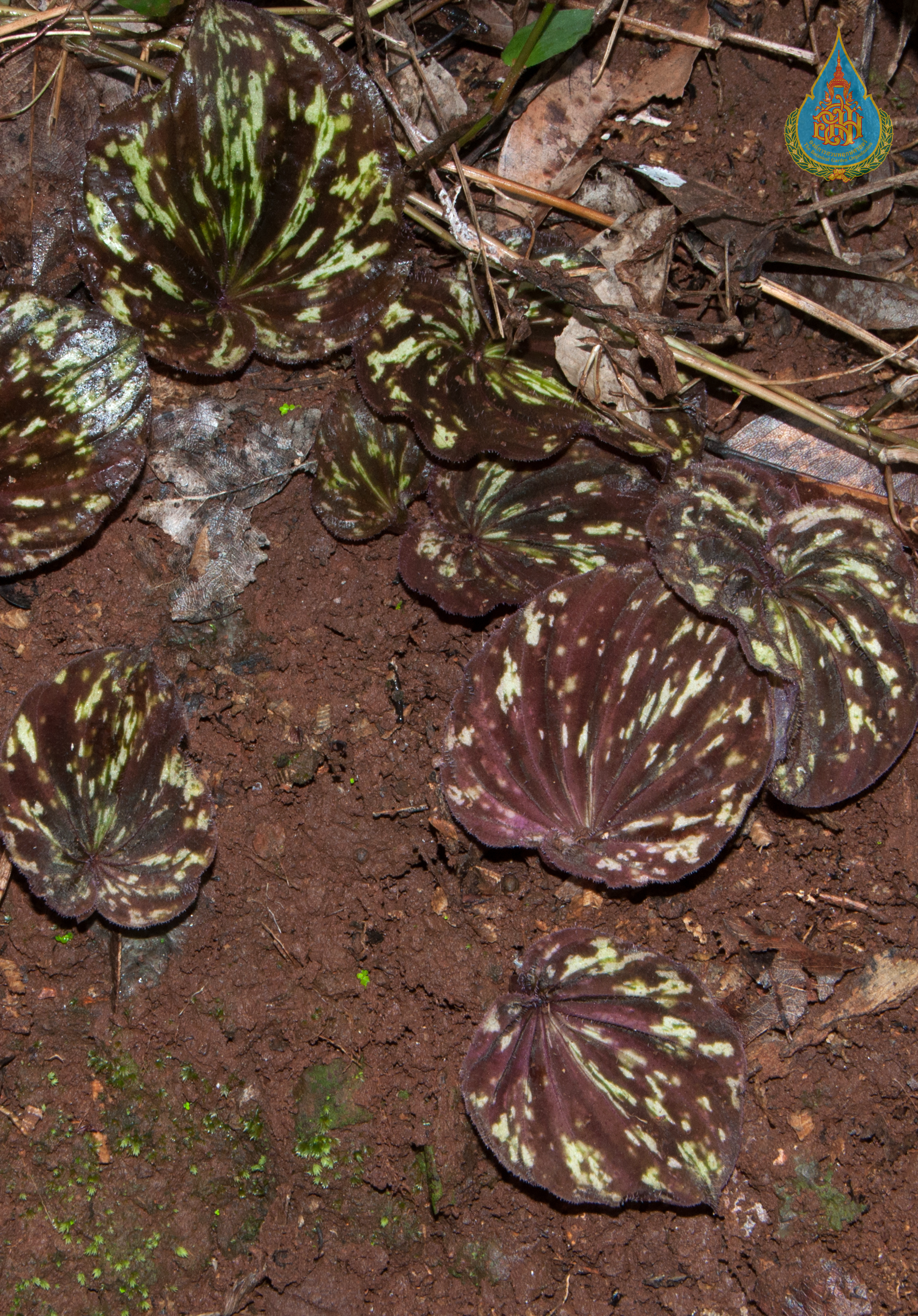 ว่านแผ่นดิน Nervilia plicata (Andrews) Schltr.<br/>ORCHIDACEAE